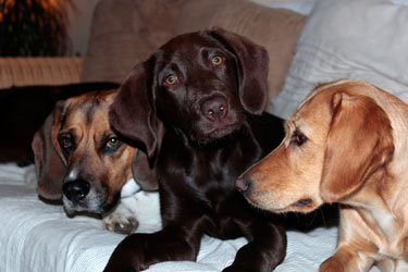 Hundebetreuung Friedrichshain 1